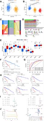 Integrated machine learning and bioinformatic analyses used to construct a copper-induced cell death-related classifier for prognosis and immunotherapeutic response of hepatocellular carcinoma patients